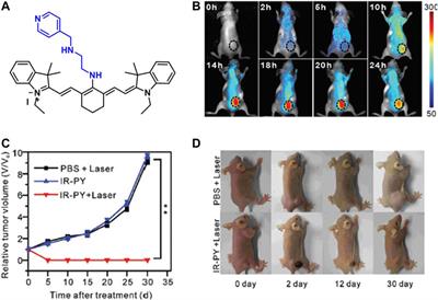 Recent Advances in Cyanine-Based Phototherapy Agents